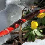 Eranthis hyemalis Eranthis hyemalis