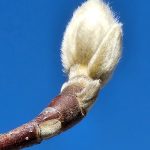 Magnolia x 'Butterflies' Magnolia x 'Butterflies'