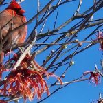 Male Cardinal Male Cardinal