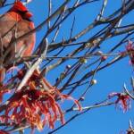 Male Cardinal Male Cardinal