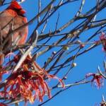 Male Cardinal