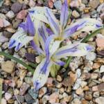 Dwarf White - Purple Iris Dwarf White - Purple Iris