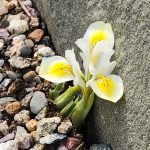 Dwarf White - Yellow Iris Dwarf White - Yellow Iris