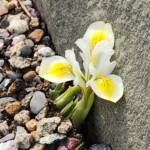 Dwarf White - Yellow Iris Dwarf White - Yellow Iris