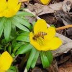 Eranthis Hyemalis and Bee Eranthis Hyemalis and Bee