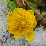 Pheasant's Eye Pheasant's Eye