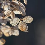 Katharine Boyle 2-4-24 Katharine Boyle 2-4-24