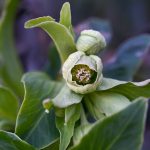 Katharine Boyle 2-4-24 Katharine Boyle 2-4-24