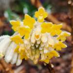 Edgeworthia Blooming Edgeworthia Blooming