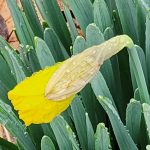 First Daffodil Bud First Daffodil Bud