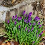 Purple Crocus Buds Purple Crocus Buds