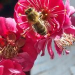 Bee on Apricot Flower Bee on Apricot Flower