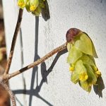 Corylopsis gotoana 'March Jewel' Corylopsis gotoana 'March Jewel'