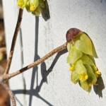 Corylopsis gotoana 'March Jewel' Corylopsis gotoana 'March Jewel'