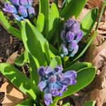 Hyacinths Hyacinths