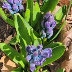 Hyacinths Hyacinths
