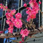 Prunus mume cv. Kobai Prunus mume cv. Kobai