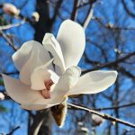 Magnolia Loebner Magnolia Loebner