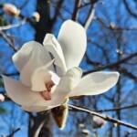 Magnolia Loebner Magnolia Loebner
