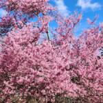 Prunus cv Okame Prunus cv Okame