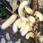 Salix Chaenomeloides Salix Chaenomeloides