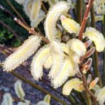 Salix Chaenomeloides Salix Chaenomeloides