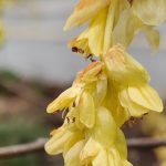 Corylopsis Gotoana Closeup Corylopsis Gotoana Closeup