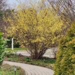 Corylopsis Gotoana Tree Corylopsis Gotoana Tree