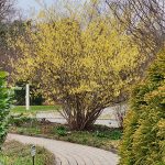 Corylopsis Gotoana Tree Corylopsis Gotoana Tree