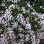 Aster cordifolius Aster cordifolius
