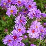 Aster novi-belgii Aster novi-belgii