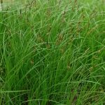 Carex pensylvanica Carex pensylvanica