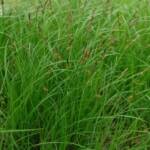 Carex pensylvanica Carex pensylvanica