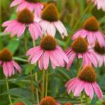 Echinacea purpurea Echinacea purpurea