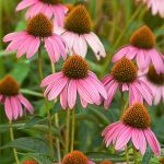 Echinacea purpurea Echinacea purpurea