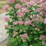 Eupatorium dubium ‘Little Joe’ Eupatorium dubium ‘Little Joe’