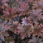 Heuchera villosa ‘Bronze Wave’ Heuchera villosa ‘Bronze Wave’