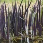 Iris versicolor ‘Purple Flame’ Iris versicolor ‘Purple Flame’