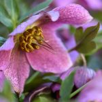 Katharine Boyle 3-18-24 Katharine Boyle 3-18-24