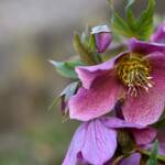 Katharine Boyle 3-18-24 Katharine Boyle 3-18-24