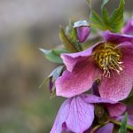 Katharine Boyle 3-18-24 Katharine Boyle 3-18-24