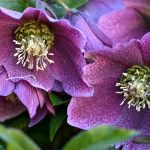 Katharine Boyle 3-18-24 Katharine Boyle 3-18-24