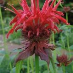Monarda didyma ‘Jacob Cline’ Monarda didyma ‘Jacob Cline’