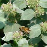 Pycnanthemum muticum Pycnanthemum muticum