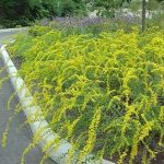Solidago ‘Solar Cascade’ Solidago ‘Solar Cascade’