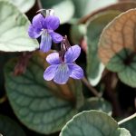 Viola walteri ‘Silver Gem’ Viola walteri ‘Silver Gem’