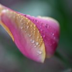 10 tulip 2024 Apr 18 - Katharine Boyle 10 tulip 2024 Apr 18 - Katharine Boyle