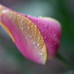 10 tulip 2024 Apr 18 - Katharine Boyle 10 tulip 2024 Apr 18 - Katharine Boyle