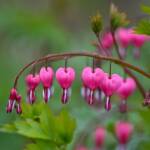 1 bleeding hearts 2024 Apr 18 - Katharine Boyle 1 bleeding hearts 2024 Apr 18 - Katharine Boyle