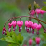 1 bleeding hearts 2024 Apr 18 - Katharine Boyle 1 bleeding hearts 2024 Apr 18 - Katharine Boyle